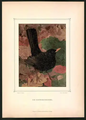 Lithographie Die Schwarzdrossel, montierte Farblithographie aus Gefiederte Freunde von Leo Paul Robert 1880, 28 x 39cm