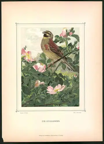 Lithographie Die Goldammer, montierte Farblithographie aus Gefiederte Freunde von Leo Paul Robert 1880, 28 x 39cm