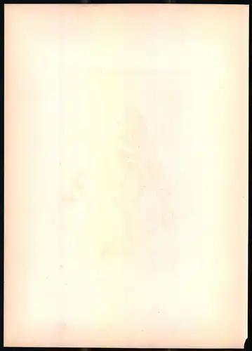 Lithographie Die Goldammer, montierte Farblithographie aus Gefiederte Freunde von Leo Paul Robert 1880, 28 x 39cm