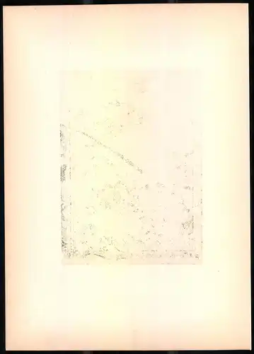 Lithographie Der Rotrückige Würger, montierte Farblithographie aus Gefiederte Freunde von Leo Paul Robert 1880