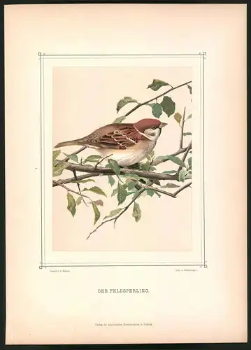 Lithographie Der Feldsperling, montierte Farblithographie aus Gefiederte Freunde von Leo Paul Robert 1880, 28 x 39cm