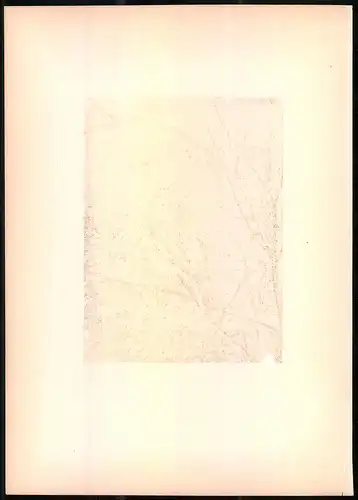 Lithographie Der Feldsperling, montierte Farblithographie aus Gefiederte Freunde von Leo Paul Robert 1880, 28 x 39cm