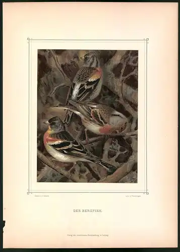 Lithographie Der Bergfink, montierte Farblithographie aus Gefiederte Freunde von Leo Paul Robert 1880, 28 x 39cm