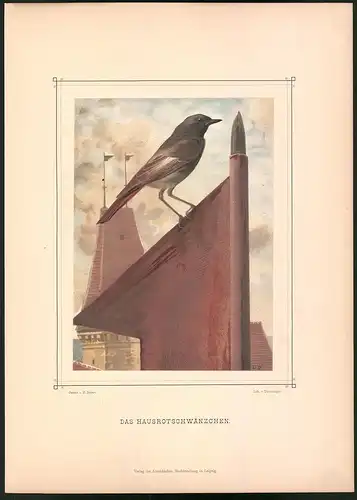 Lithographie Das Hausrothschwänzchen, montierte Farblithographie aus Gefiederte Freunde von Leo Paul Robert 1880