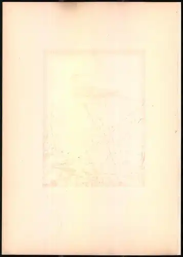 Lithographie Das Hausrothschwänzchen, montierte Farblithographie aus Gefiederte Freunde von Leo Paul Robert 1880