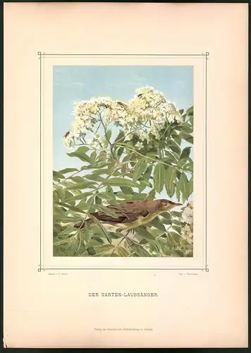 Lithographie Der Garten-Laubsänger, montierte Farblithographie aus Gefiederte Freunde von Leo Paul Robert 1880