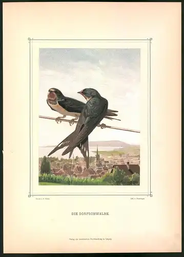 Lithographie Die Dorfschwalbe, montierte Farblithographie aus Gefiederte Freunde von Leo Paul Robert 1880, 28 x 39cm