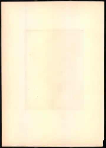 Lithographie Der Waldkauz, montierte Farblithographie aus Gefiederte Freunde von Leo Paul Robert 1880, 28 x 39cm