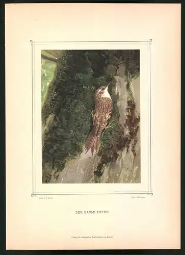 Lithographie Der Baumläufer, montierte Farblithographie aus Gefiederte Freunde von Leo Paul Robert 1880, 28 x 39cm