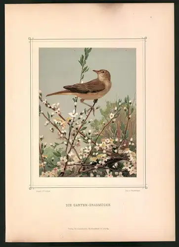 Lithographie Die Garten-Grasmücke, montierte Farblithographie aus Gefiederte Freunde von Leo Paul Robert 1880, 28 x 39cm