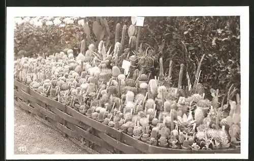 AK St. Gallen, Gartenbau-Ausstellung - Kakteen