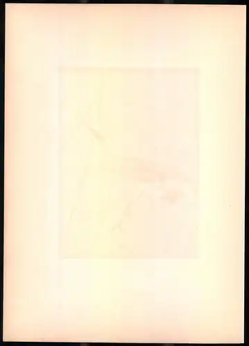 Lithographie Die Alpen-Braunelle, montierte Farblithographie aus Gefiederte Freunde von Leo Paul Robert 1880, 28 x 39cm