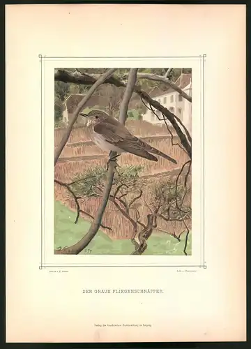 Lithographie Der Graue Fliegenschnäpper, montierte Farblithographie aus Gefiederte Freunde von Leo Paul Robert 1880