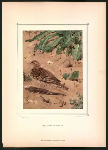 Lithographie Der Wiesenpieper, montierte Farblithographie aus Gefiederte Freunde von Leo Paul Robert 1880, 28 x 39cm