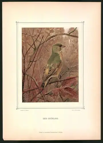 Lithographie Der Grünling, montierte Farblithographie aus Gefiederte Freunde von Leo Paul Robert 1880, 28 x 39cm