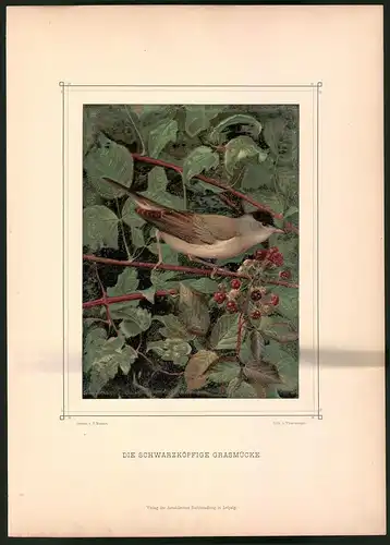 Lithographie Die Schwarzköpfige Grasmücke, montierte Farblithographie aus Gefiederte Freunde von Leo Paul Robert 1880