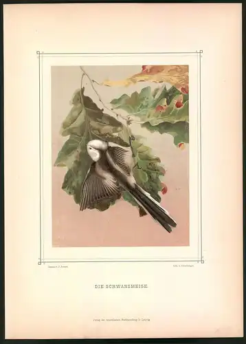 Lithographie Die Schwanzmeise, montierte Farblithographie aus Gefiederte Freunde von Leo Paul Robert 1880, 28 x 39cm