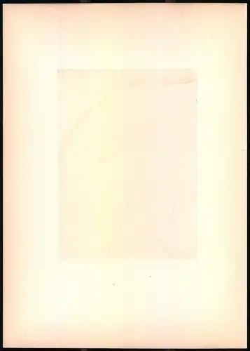 Lithographie Die Schwanzmeise, montierte Farblithographie aus Gefiederte Freunde von Leo Paul Robert 1880, 28 x 39cm