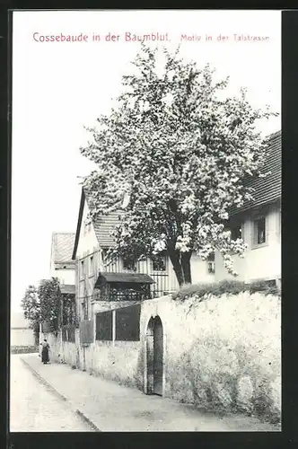 AK Cossebaude in der Baumblut, Talstrasse mit Bäumblüte und Frau
