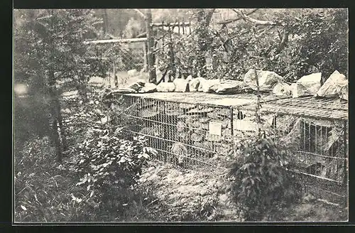 AK Freiberg i. Sa., Sommerfrische Wald-Cafe, Fuchsbau