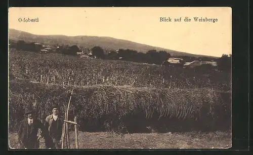 AK Odobesti, Blick auf die Weinberge