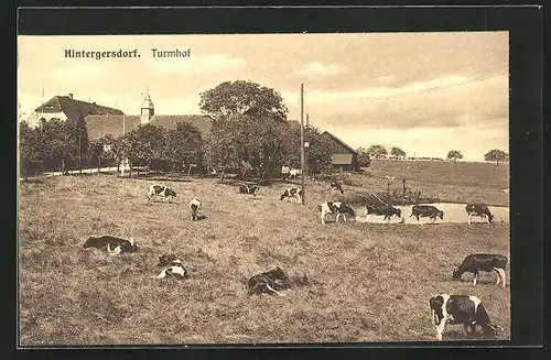 AK Hintergersdorf, Turmhof mit weidenden Kühen