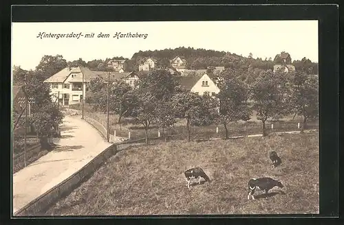 AK Hintergersdorf, Ortspartie mit Weisswarengeschäft und weidenden Kühen