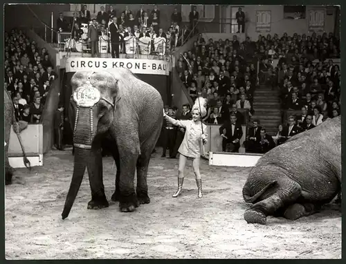 Fotografie Hans Grimm, München, Ansicht München, Elefanten-Dompteurin im Cirkus Krone-Bau München