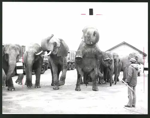 Fotografie Ronald Zimmermann, München, Ansicht München, Elefanten-Dompteur des Cirkus Krone-Bau München