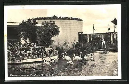 AK Berlin-Charlottenburg, Sommerblumen am Funkturm 1934