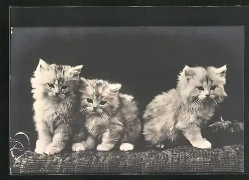 Foto-AK Drei kleine Katzen sitzen auf einer Decke
