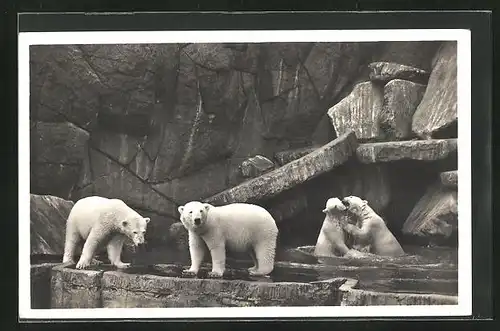 AK Hamburg, Carl Hagenbeck`s Tierpark, Nordland-Panorama, Eisbären