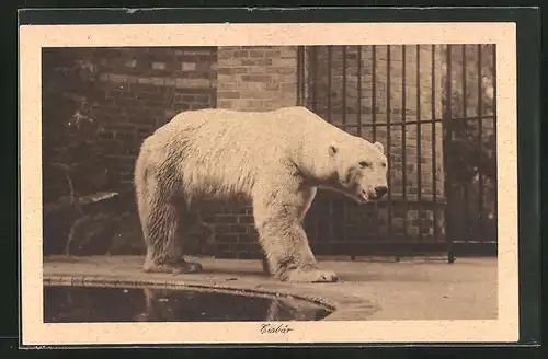 AK Eisbär in einem Zoo