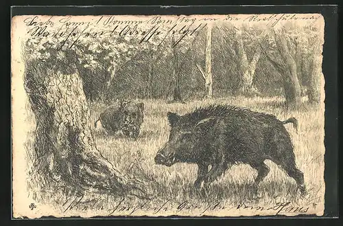 Künstler-AK Wildschweine im Wald