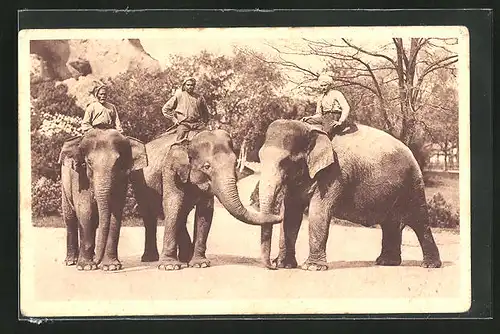 AK Hamburg-Stellingen, Carl Hagenbeck`s Tierpark, Elefanten und ihre Führer