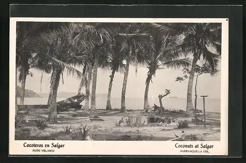 AK Salgar, Coconuts, Kokospalmen am Strand