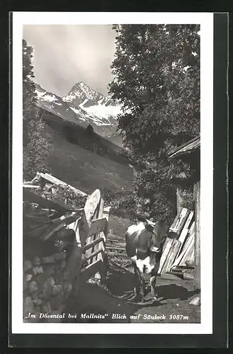 AK Mallnitz, Im Dösental mit Kuh, Blick auf Säuleck