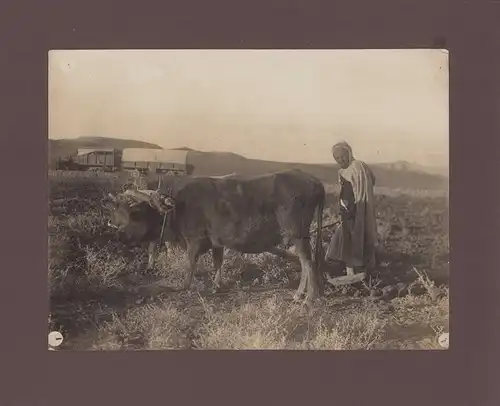 Fotoalbum 65 Fotografien, Ansicht Algerien, Stadtansichten von Tebessa, Algier, Ruinen der Antike