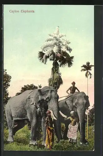 AK Ceylon Elephants, indische Arbeitselefanten