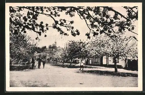 AK Vrbice, Strassenpartie mit Radfahrer, Blick gegen die Kirche