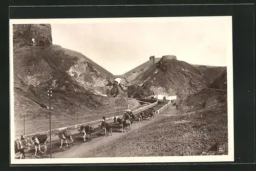 AK Aden, Britska Kolonie, Kamele