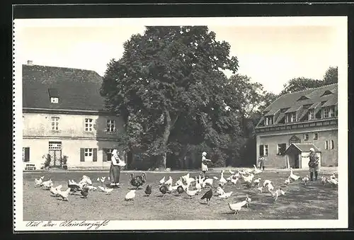 AK Lehnin / Mark, am Luise-Henriettenstift, Diakonissenmutterhaus der Märkischen Provinzialkirche, Hühnerzucht