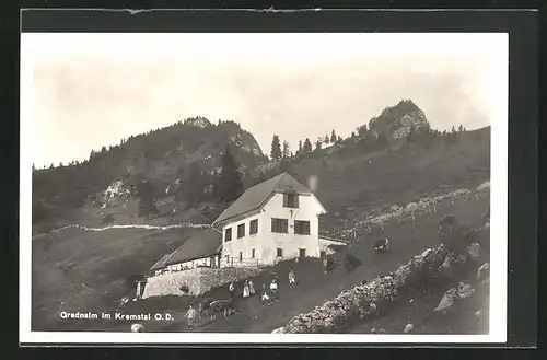 AK Micheldorf, Grasende Kühe auf der Bergweide