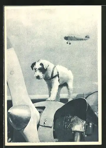 AK Talisman, Terrier als Maskottchen eines Flugzeuges