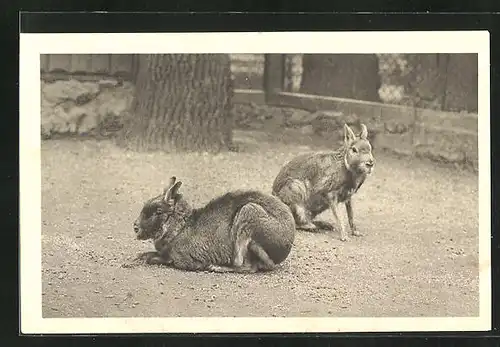 AK Wien-Schönbrunn, Menagerie, Mara, Dolichotis patagonica Shaw, Argentinien