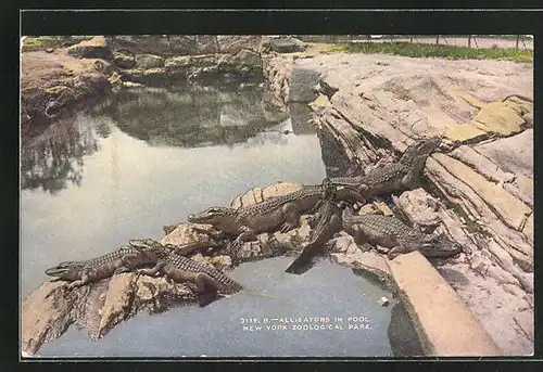 AK New, York, N. Y., Zoological Park, Alligators in Pool, Krokodile