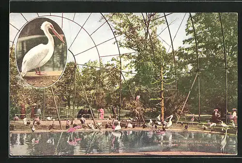 AK New York, N. Y., Zoological Park, Interior of Flying Cage, Flamingos