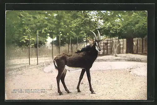 AK New York, N. Y., Zoological Park, Sable Antelope, Antilope