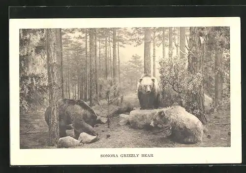 AK Chicago, Field Museum of Natural History, Sonora Grizzly Bear