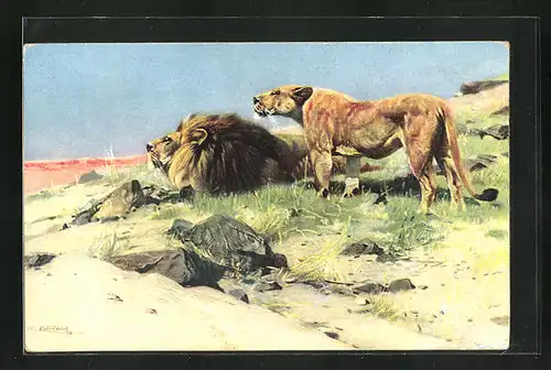 AK Beute spähende Löwen